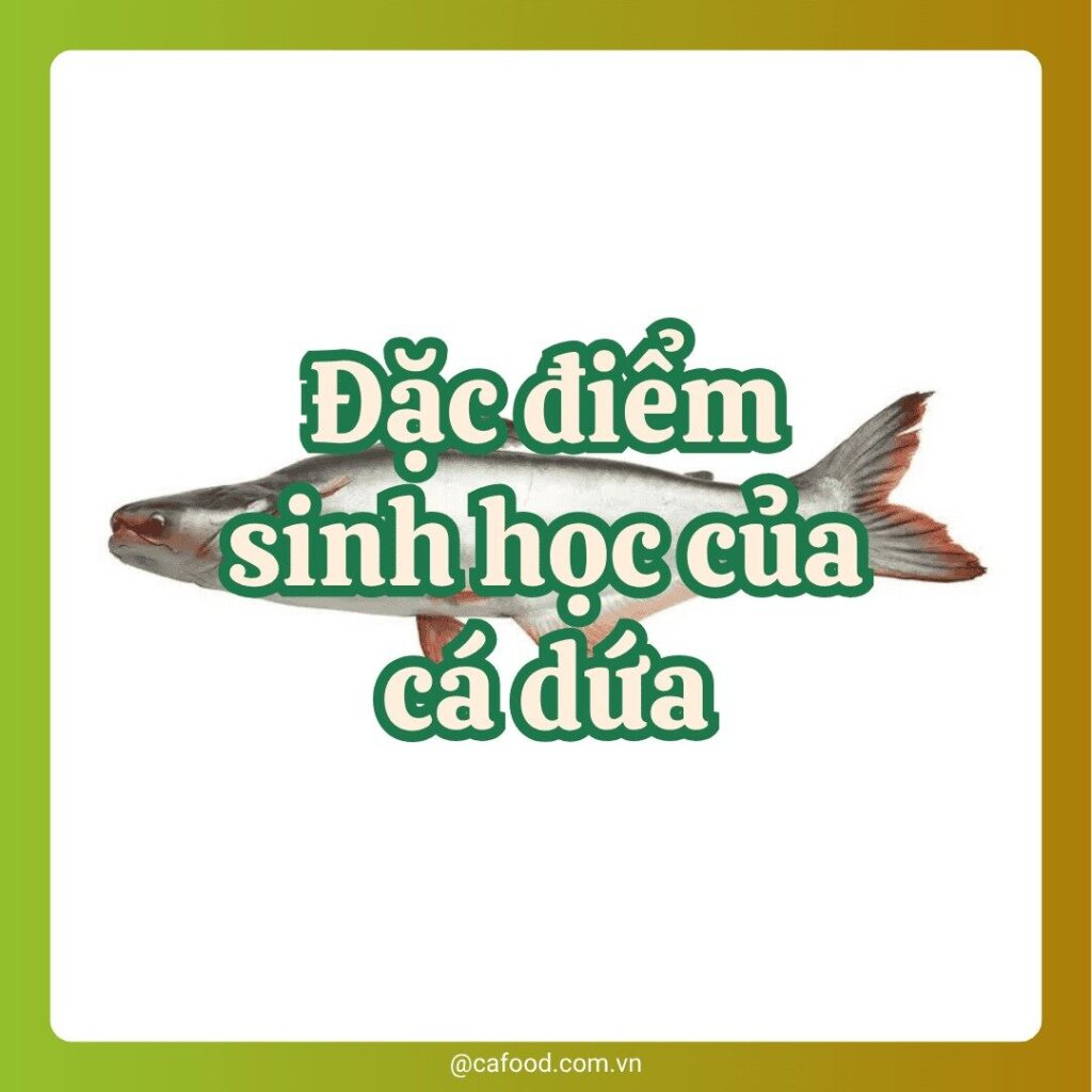 Đặc điểm sinh học của cá dứa