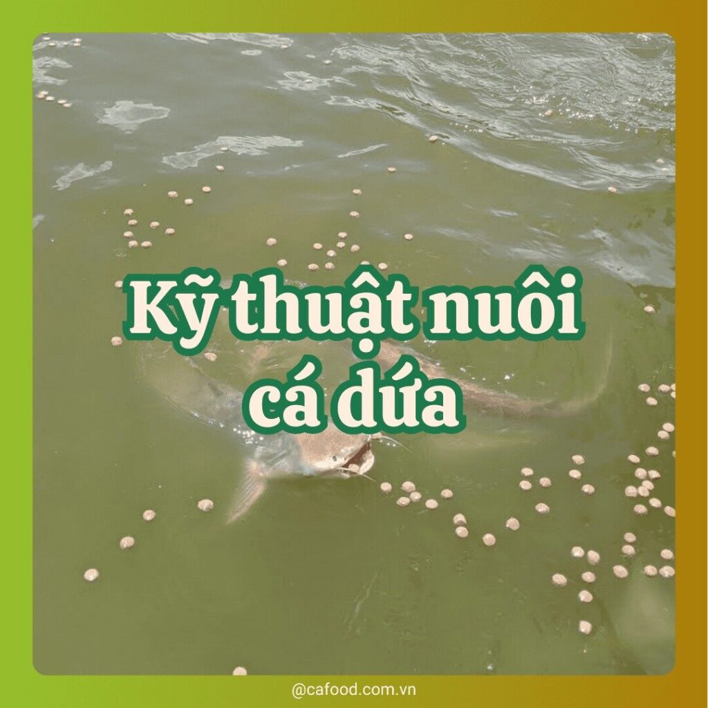 Kỹ thuật nuôi cá dứa