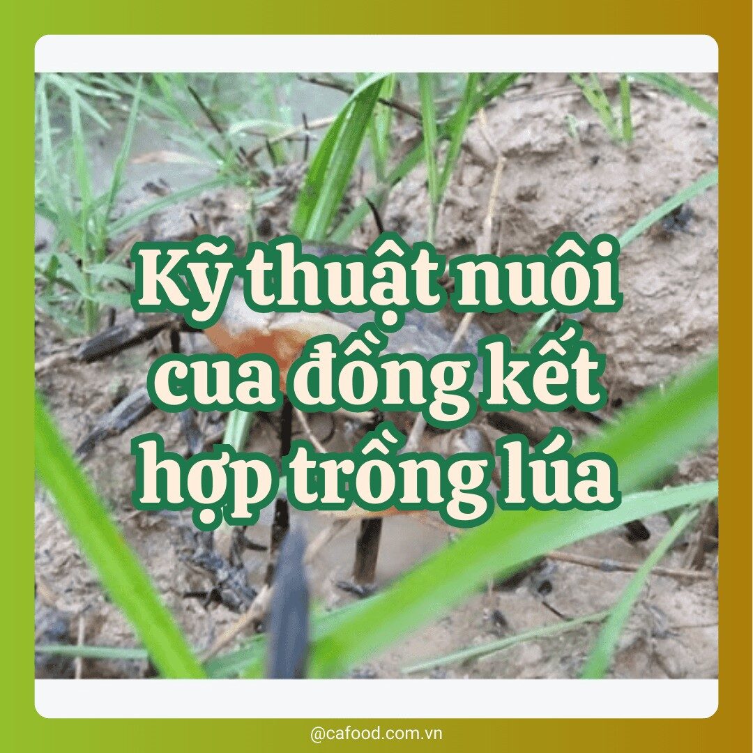 Nuôi cua đồng kết hợp trồng lúa