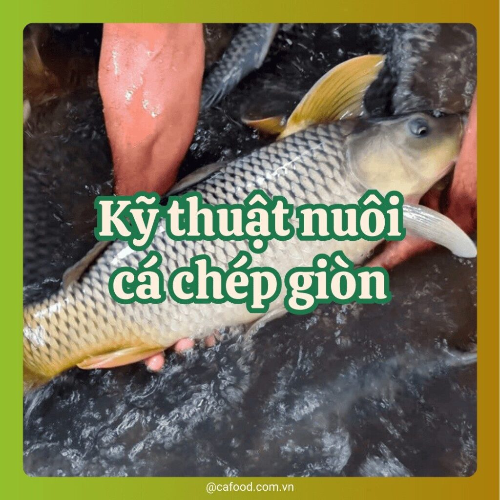 Kỹ thuật nuôi cá chép giòn