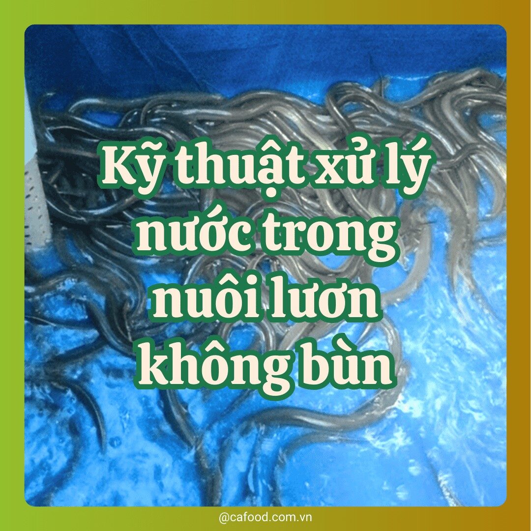 Kỹ thuật xử lý nước nuôi lươn không bùn
