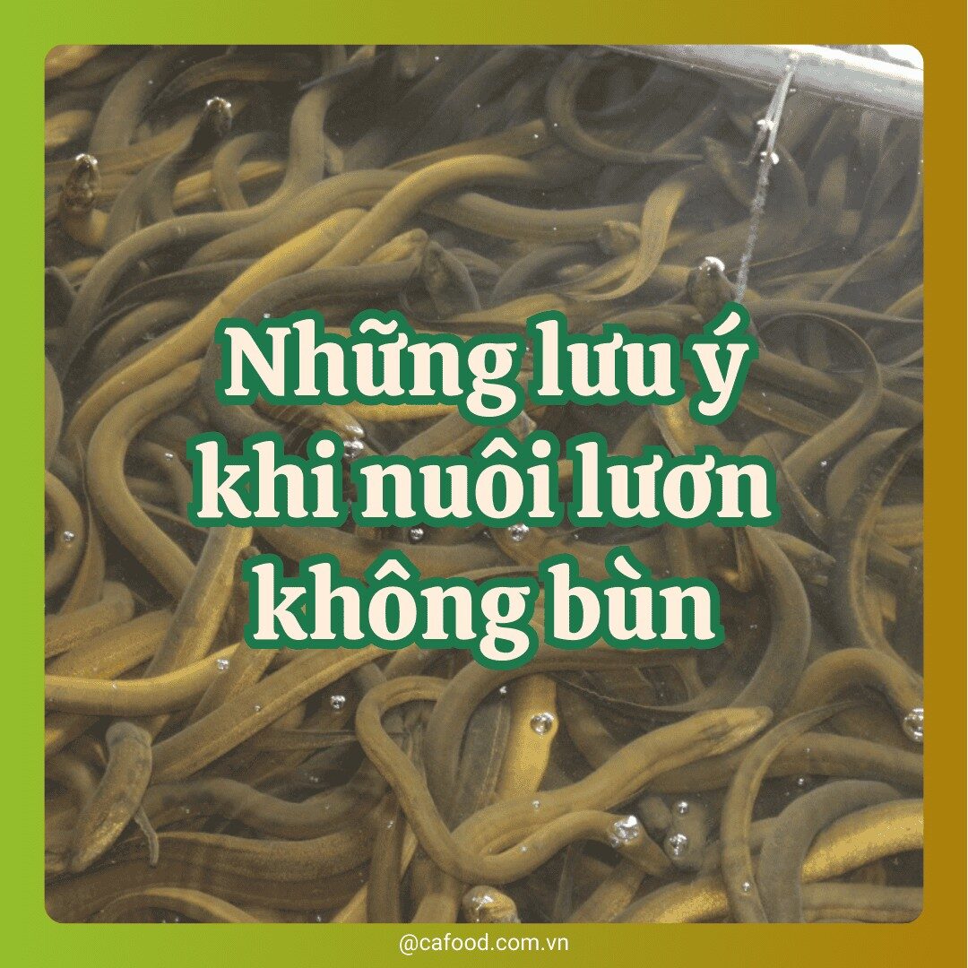 Những lưu ý trong nuôi lươn không bùn