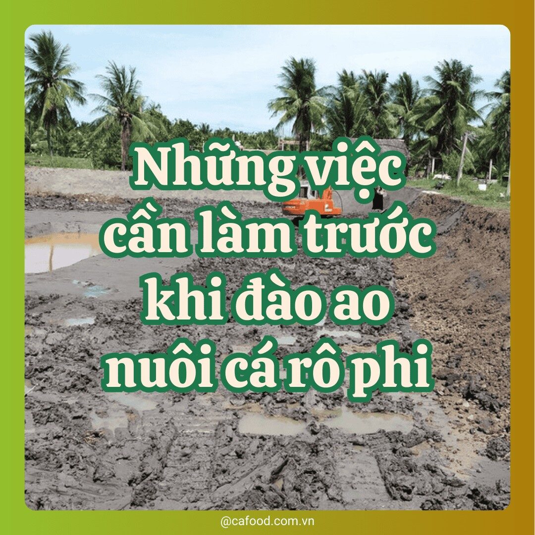 Những việc cần làm trước khi đào ao nuôi cá rô phi