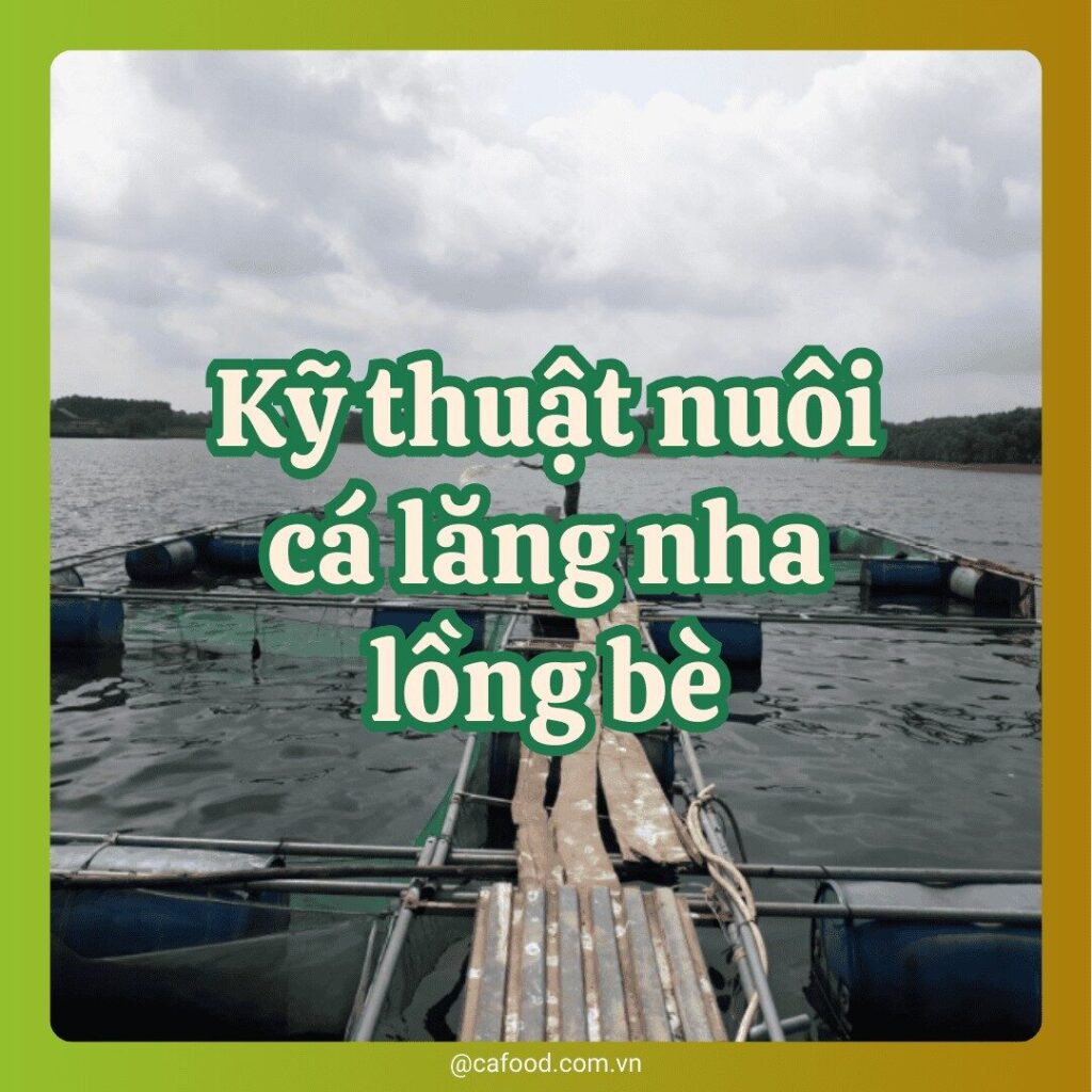 Nuôi cá lăng nha lồng bè