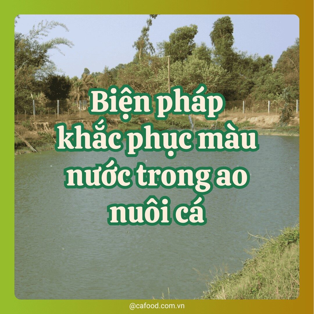 Biện pháp khắc phục màu nước trong ao nuôi cá