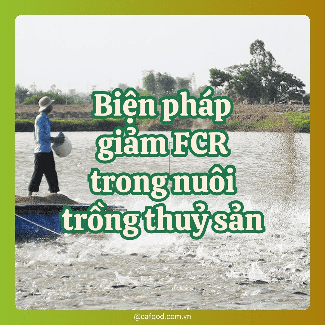 Biện pháp giảm FCR trong nuôi trồng thuỷ sản