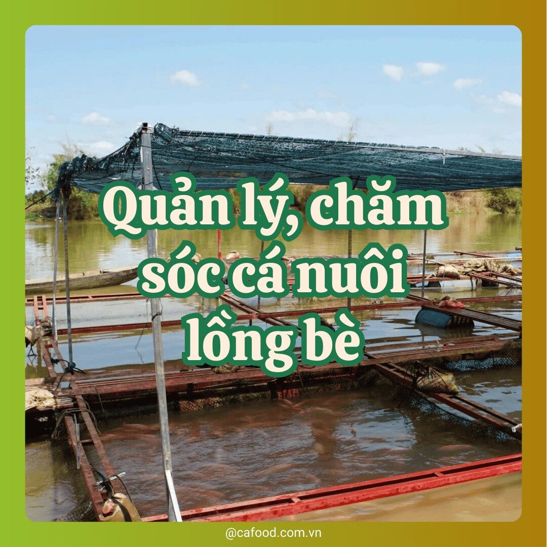 Quản lý và chăm sóc cá nuôi lồng, bè