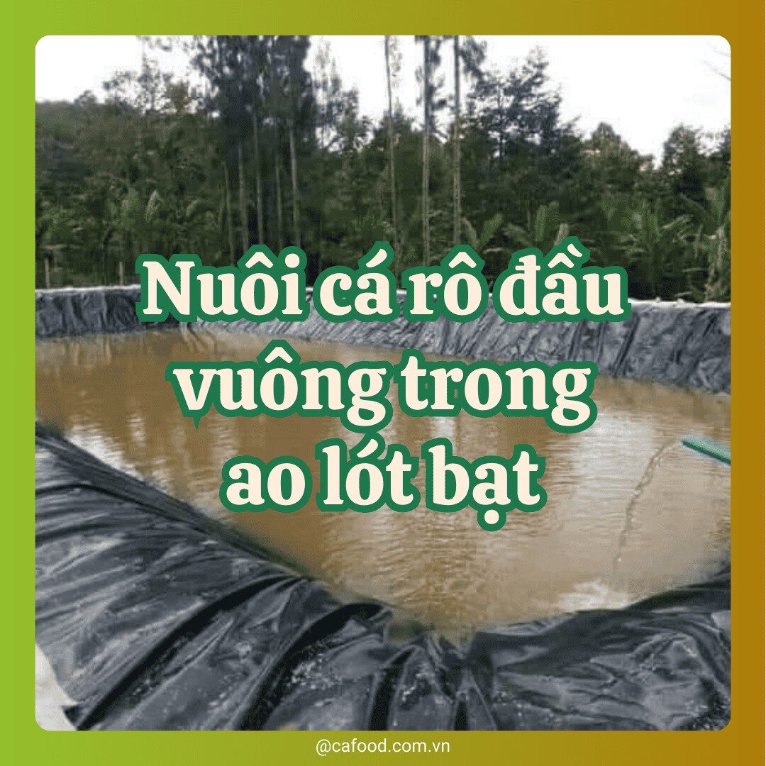Nuôi cá rô đấu vuông trong ao lót bạt