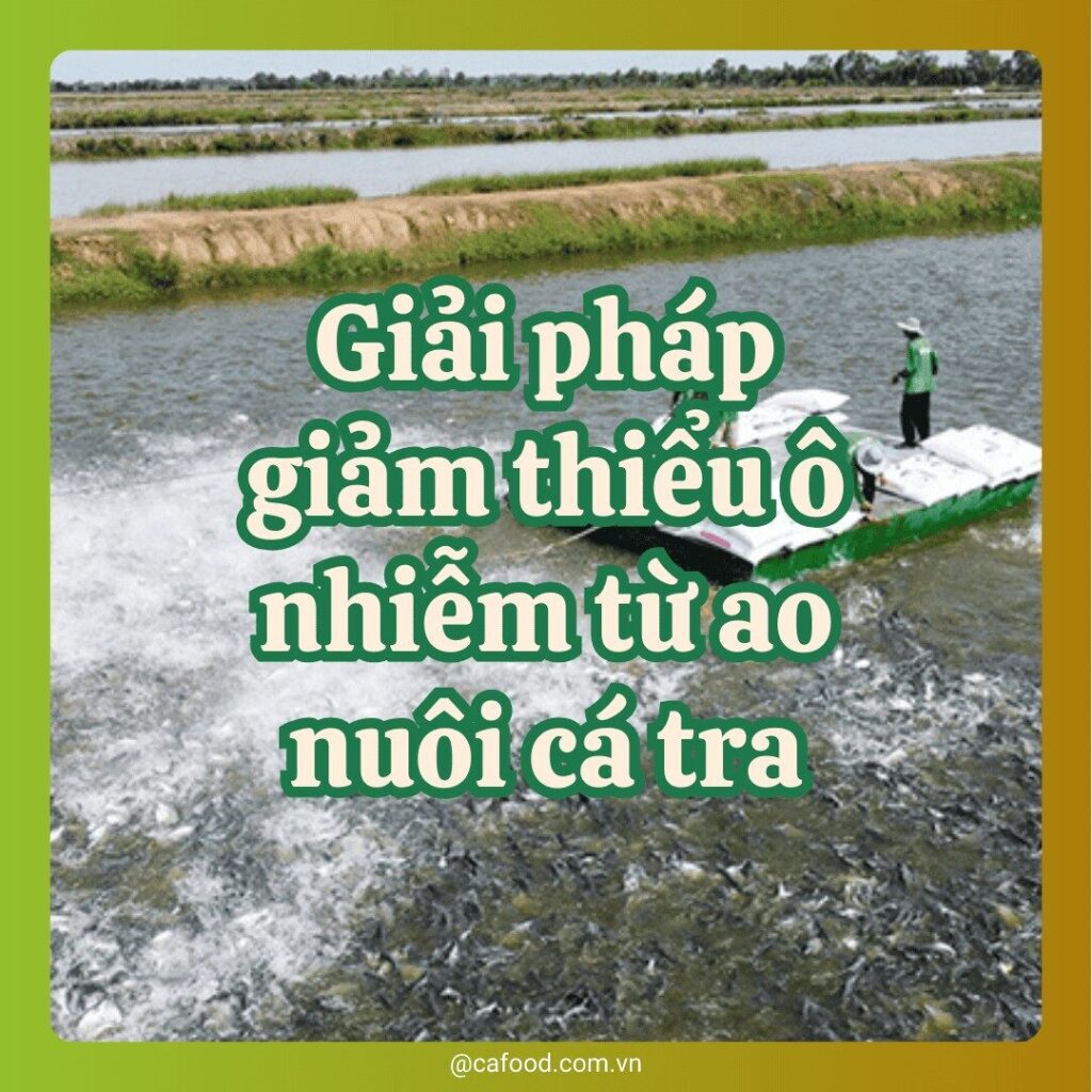 Giải pháp giảm thiểu ô nhiễm từ ao nuôi cá tra