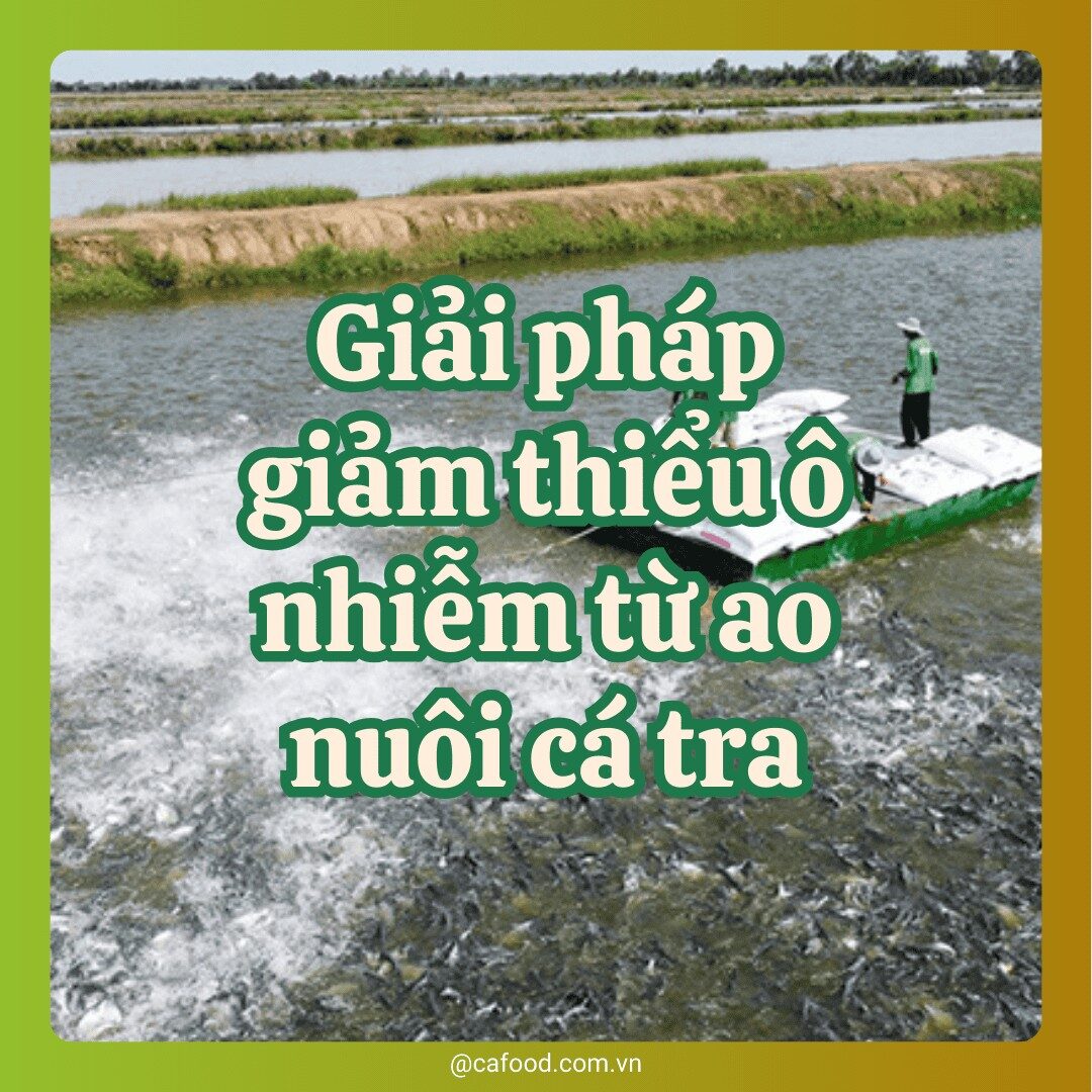 Giải pháp giảm thiểu ô nhiễm từ ao nuôi cá tra