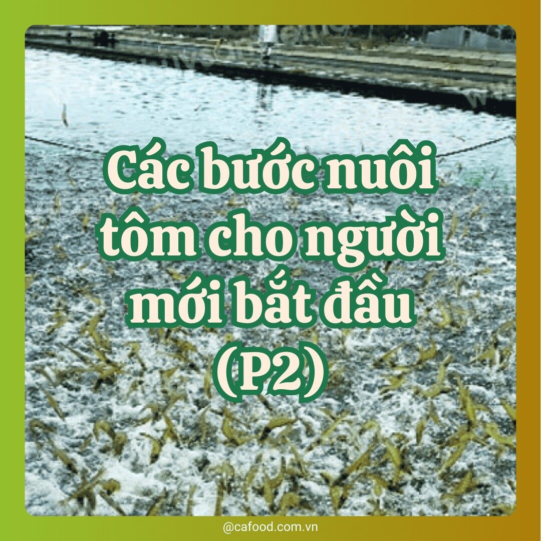 Các bước nuôi tôm cho người mới bắt đầu phần 2