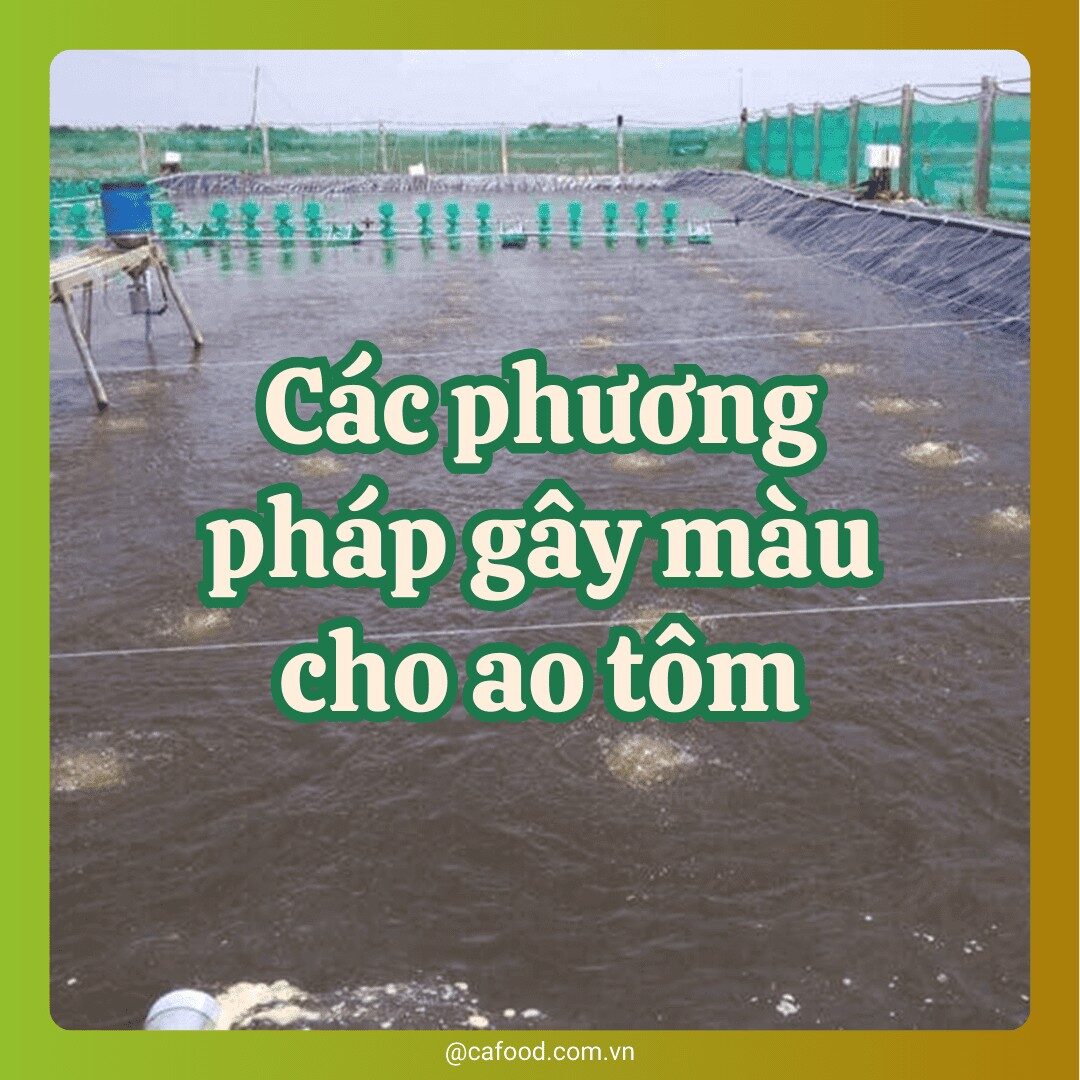 Các phương pháp gây màu cho ao tôm