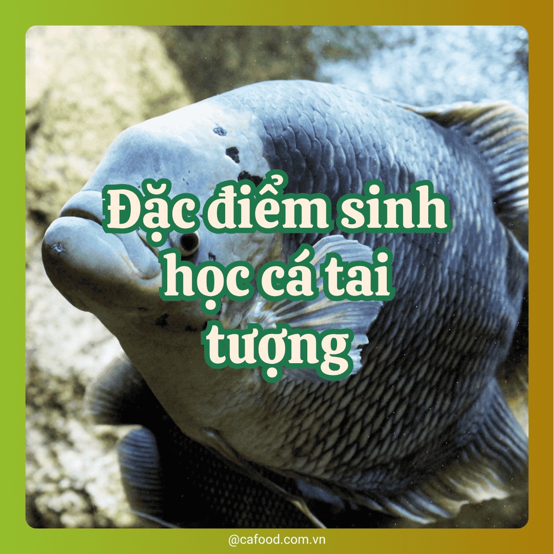 Đặc điểm sinh học cá tai tượng