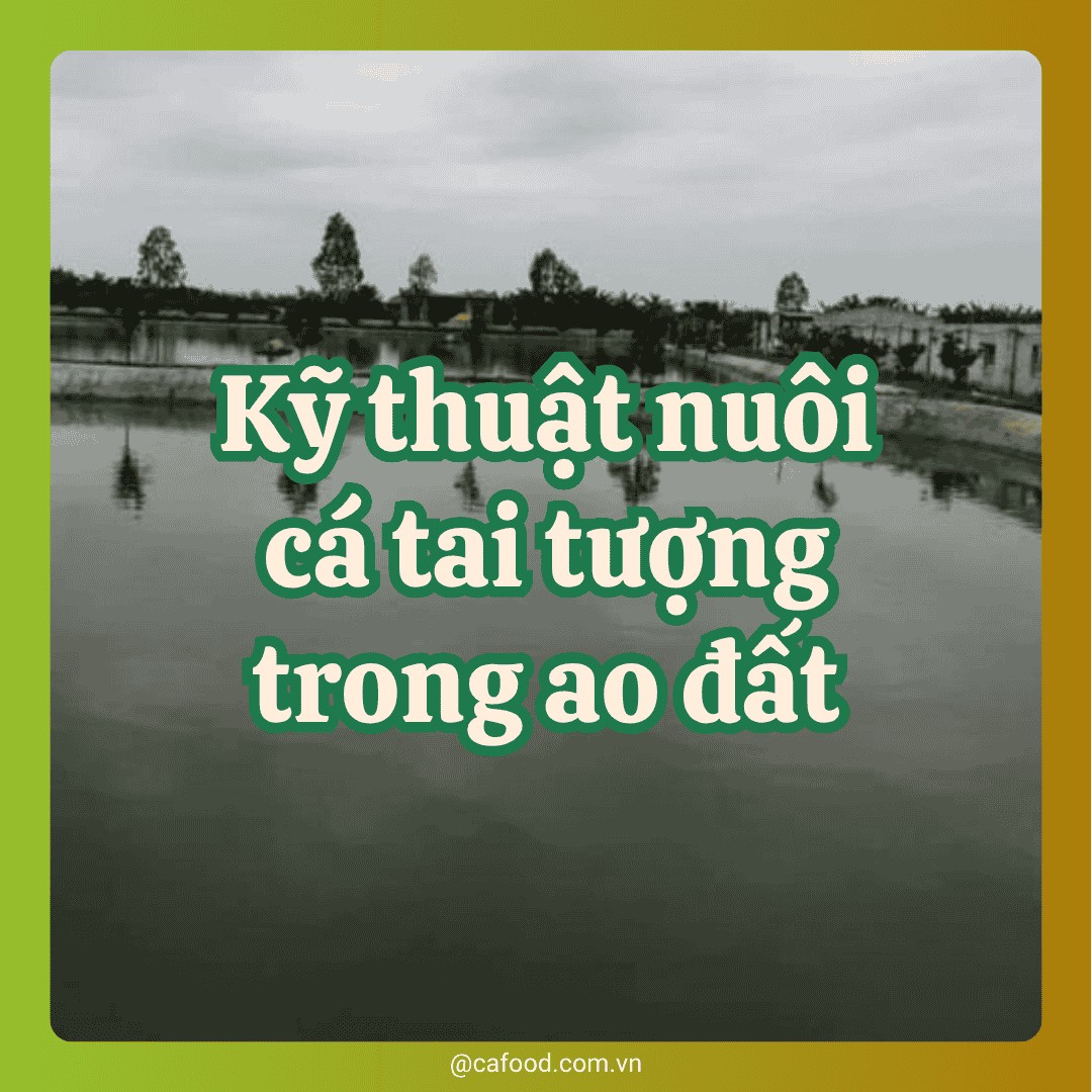 Kỹ thuật nuôi cá tai tượng trong ao đất