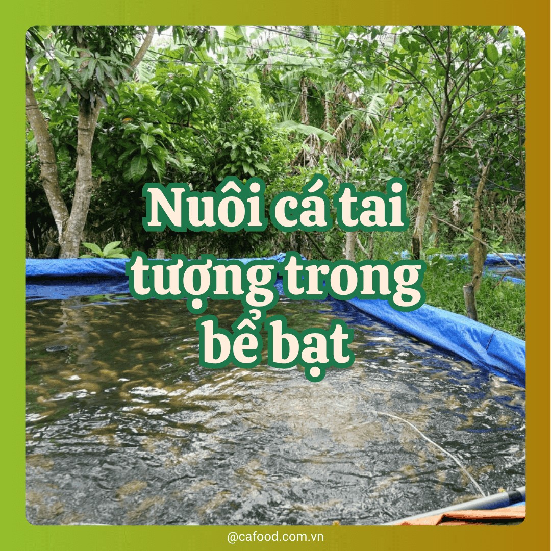 Nuôi cá tai tượng trong bể bạt