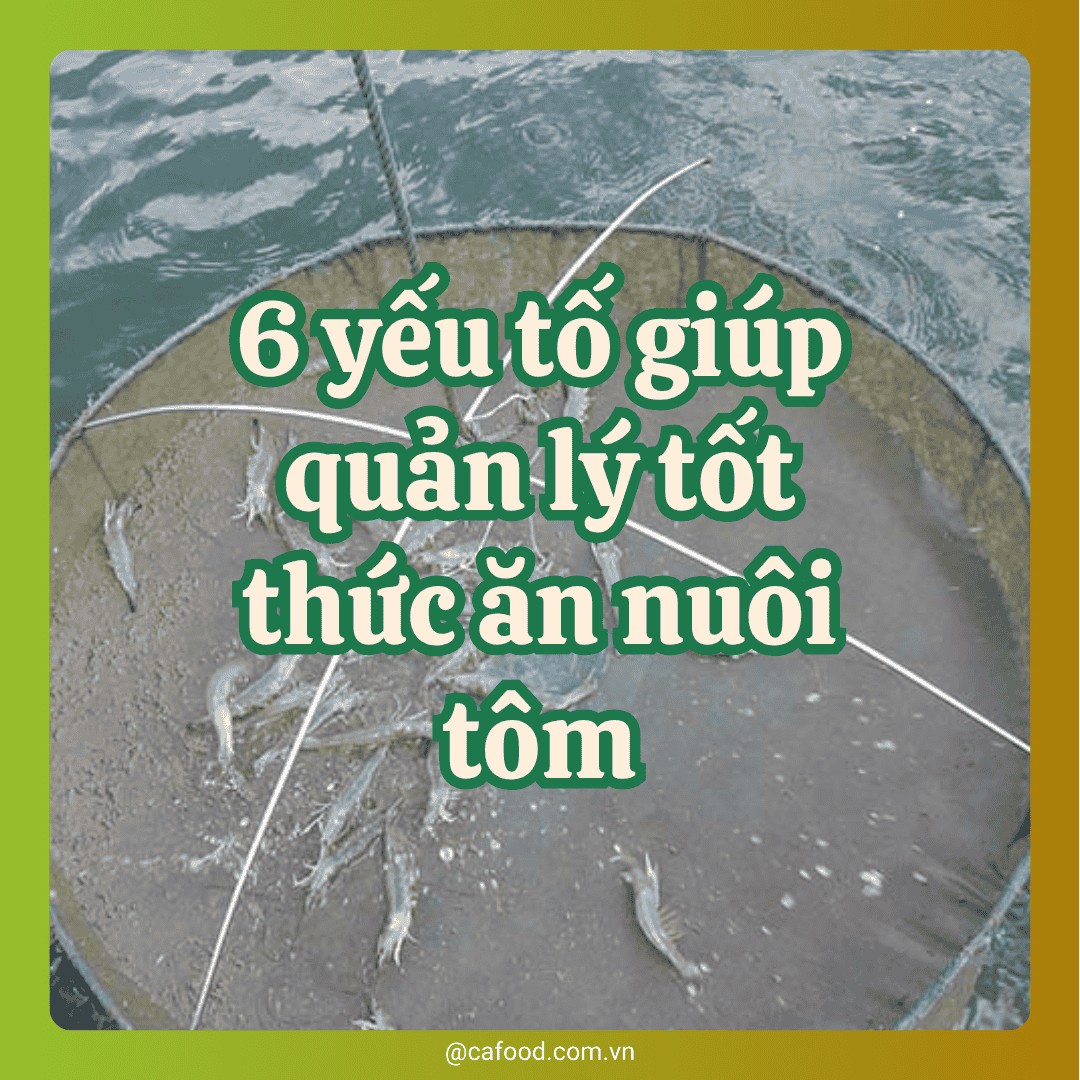 6 yếu tố giúp quản lý tốt thức ăn nuôi tôm